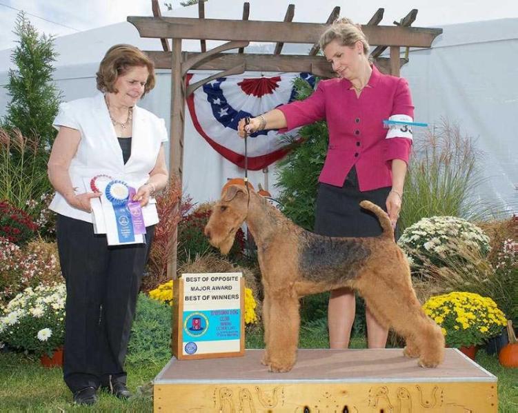 Joval Faith Everlasting | Airedale Terrier 