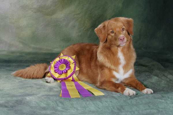 Manitou's Granturismo | Nova Scotia Duck Tolling Retriever 