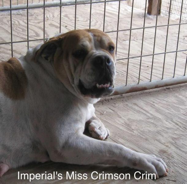 Imperial's Miss Crimson Crim | Olde English Bulldogge 