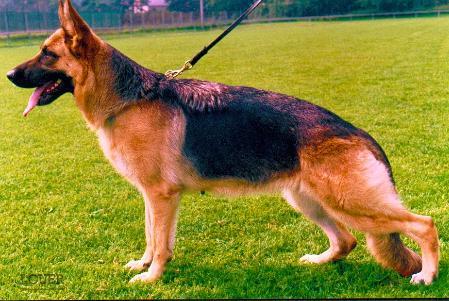 Farina vom Christinen Brunnen | German Shepherd Dog 