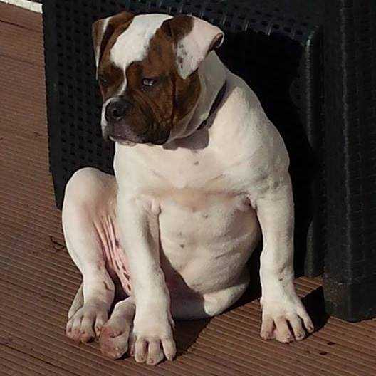 WizzardBulls' Diamond Jr | American Bulldog 