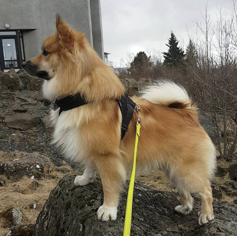 Laufeyjar Kolgrímur | Icelandic Sheepdog 