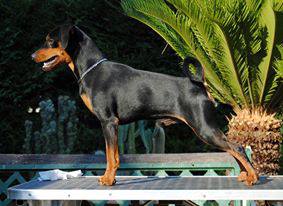 Hoolligans Del Capo Di Leuca | Miniature Pinscher 