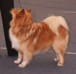 Kersins Prins | Icelandic Sheepdog 
