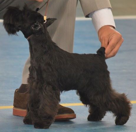 Black Whiskers of Vid Brisa | Miniature Schnauzer 