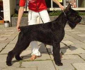 Zarina's Design Fortuna Esto Mi | Giant Schnauzer 