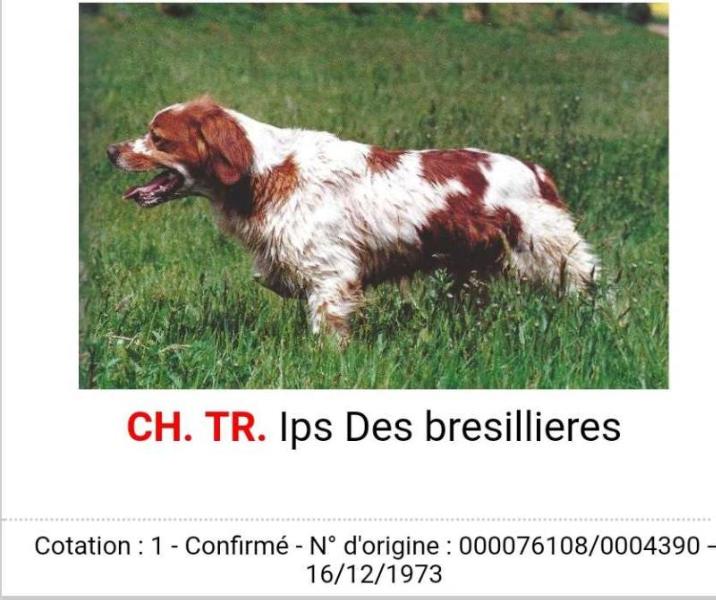 IPS des bresillieres | Brittany 