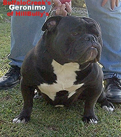 BuffaloCreek's/HillBully's Geronimo | Olde English Bulldogge 