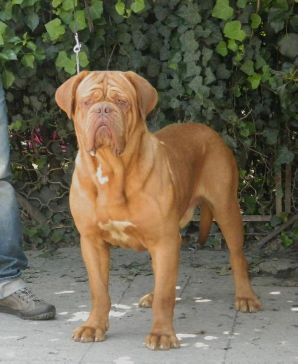 OPTIMUS MAYA | Dogue de Bordeaux 