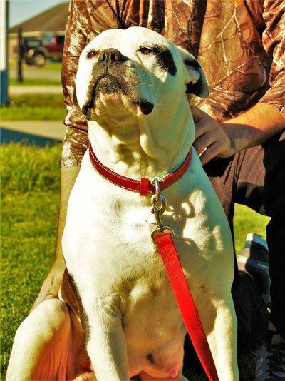 Rhino's Dora F4 | American Bulldog 