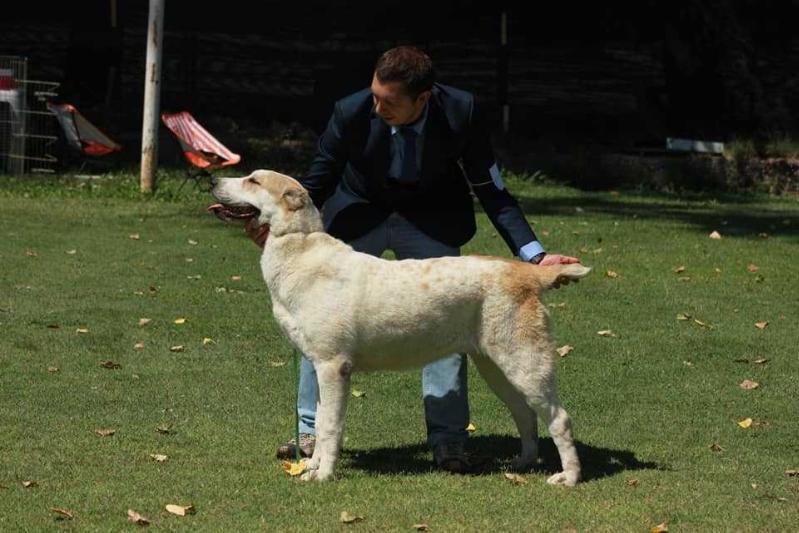B-Luna | Central Asian Shepherd Dog 