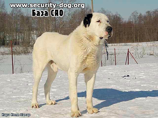 Sapar Kara Kele | Central Asian Shepherd Dog 