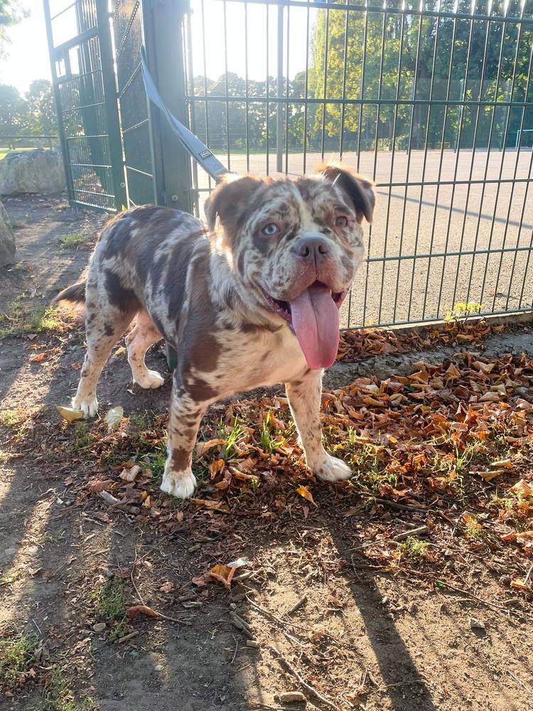 BULLZBEYOND DAISIE | Olde English Bulldogge 