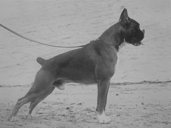 Eros van de Jamar Hoeve | Boxer 