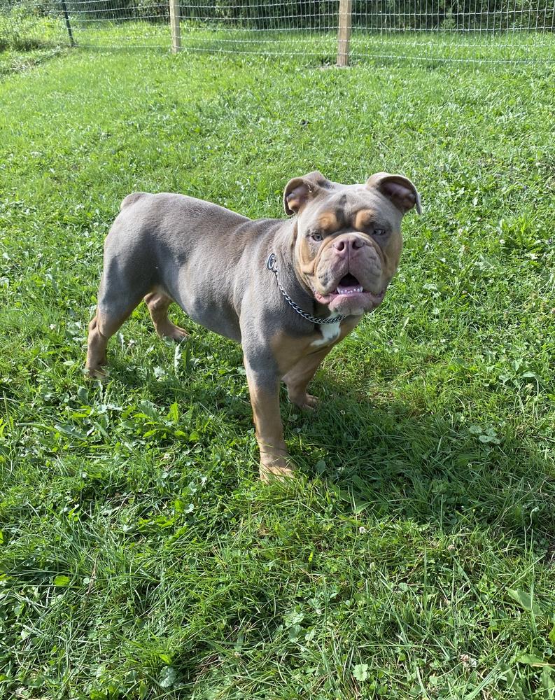 Alpha &amp; Omega’s Purple Iris of 3B Bullies | Olde English Bulldogge 