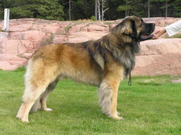 Teamaides Gastrike Gutten | Leonberger 