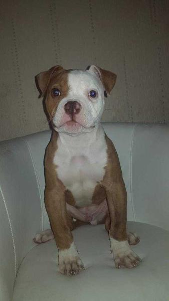 BULLDOG ISLAND EL DIABLO | American Bulldog 