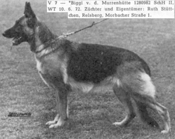 Biggi von der Murrenhütte | German Shepherd Dog 