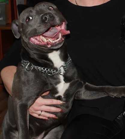 My King Blue | Staffordshire Bull Terrier 