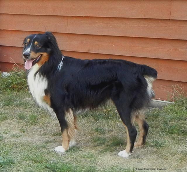 Schalek's Shep | English Shepherd 