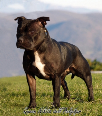 Queen nikita dell'Aelgifur | Staffordshire Bull Terrier 