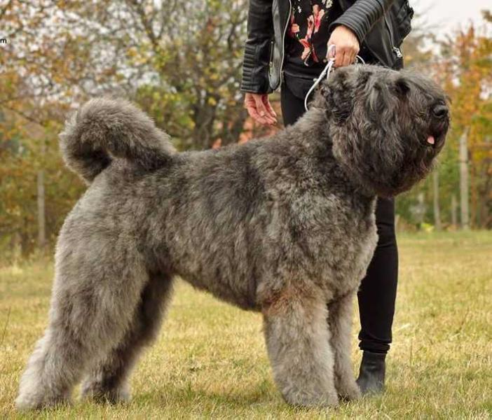 Hit Alivet Hot Red | Bouvier des Flandres 