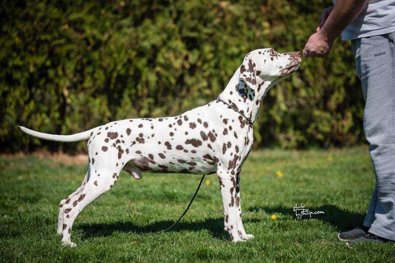 Croata Dals Al Capone | Dalmatian 