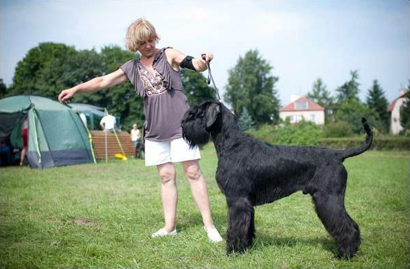 Stablemaster's Lucky Coin | Giant Schnauzer 