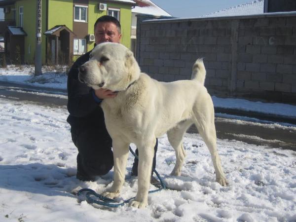 darman ot klemen | Central Asian Shepherd Dog 