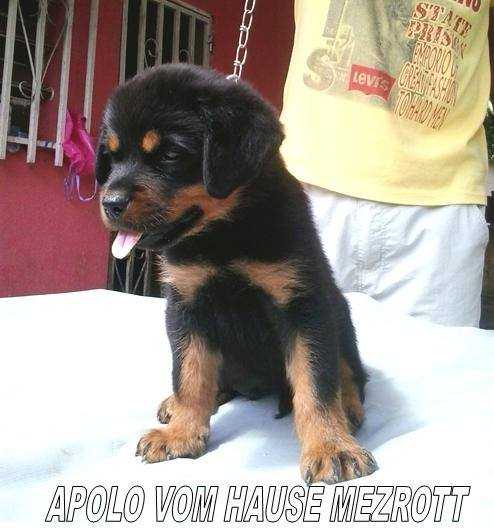 APOLO VOM HAUSE MEZROTT | Rottweiler 