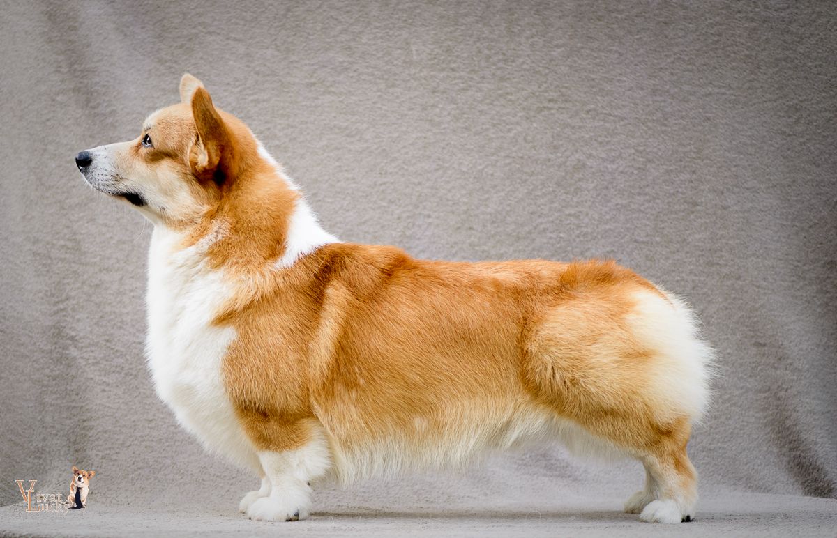 GORDON'S SHELL CORAL SEA | Pembroke Welsh Corgi 