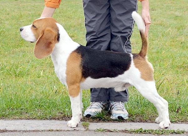 Jadore Su Charizma | Beagle 