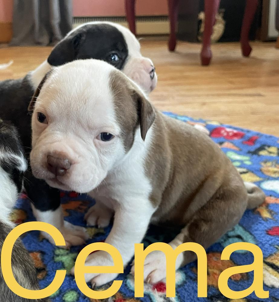 Rosebull Cema | American Bulldog 