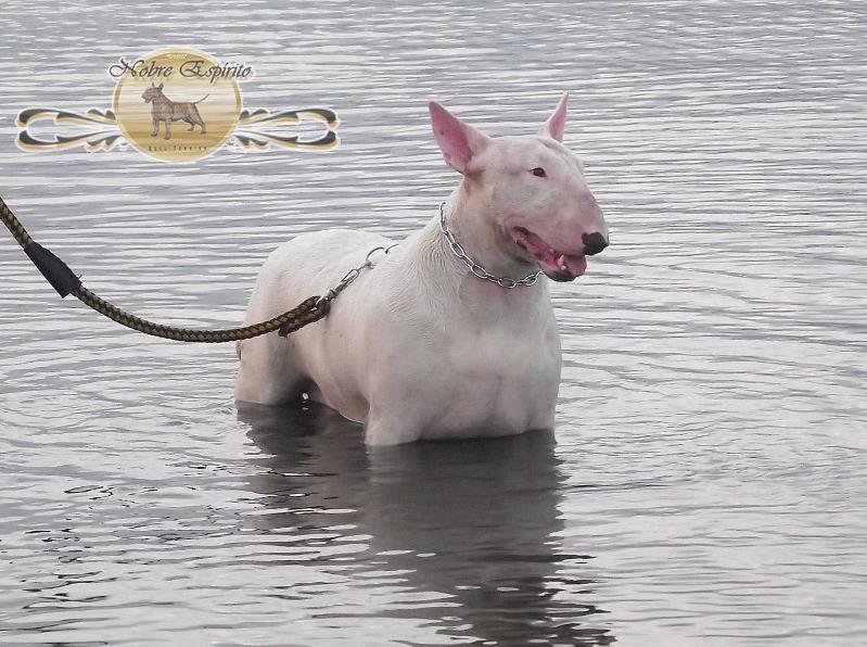 Samoa Duc Pollack | Bull Terrier 