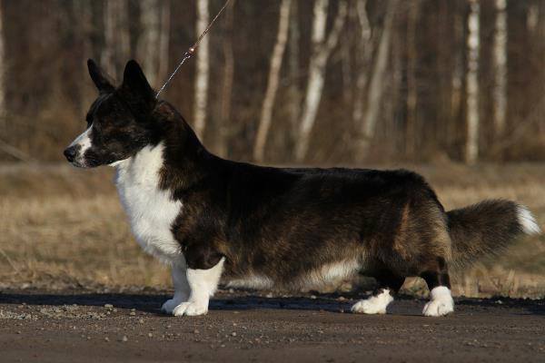 Big-Wood's Grymus Granlund | Cardigan Welsh Corgi 