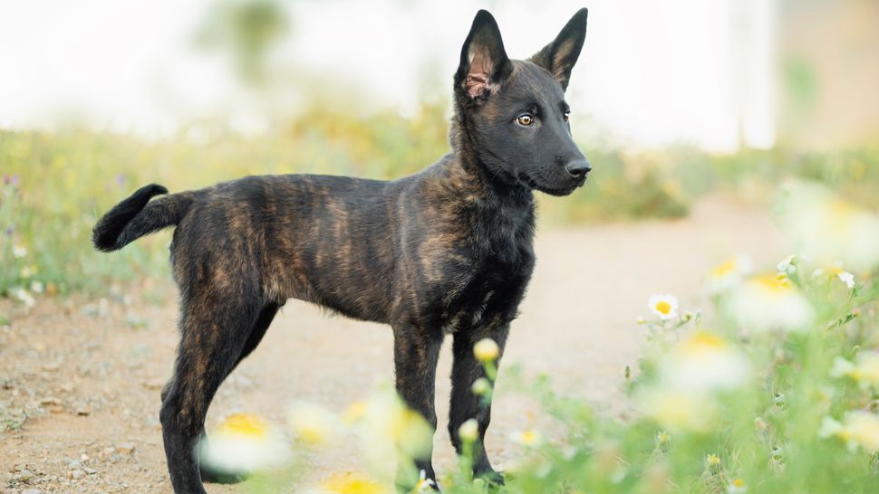 Dutch Shepherd