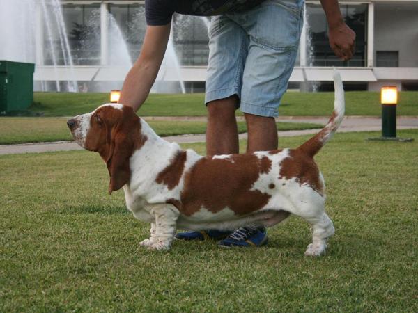 glük Da Fraga Enmeigada | Basset Hound 