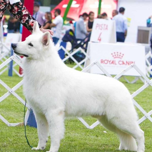 Swiss Edition Masterpiece | White Swiss Shepherd Dog 