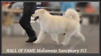 HALL OF FAME Malamute Sanctuary | Alaskan Malamute 