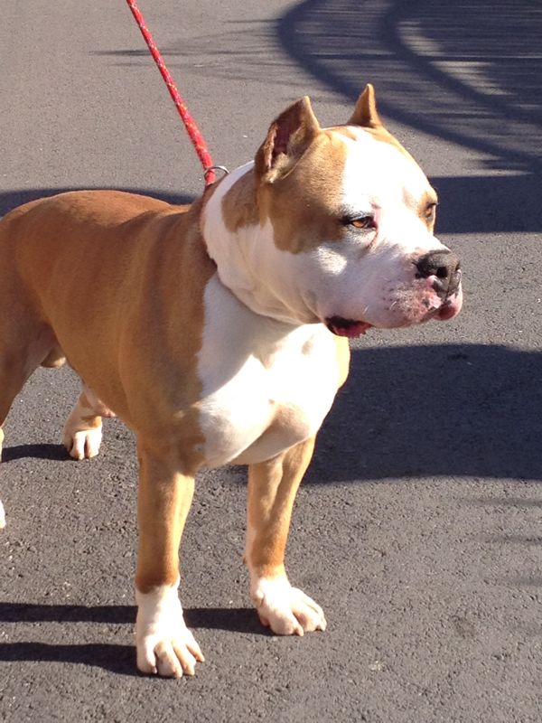 Gun´s &amp; Roses de Villaferron | American Staffordshire Terrier 
