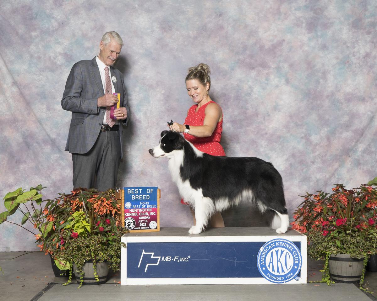 Majestic Risk It For The Biscuit | Border Collie 