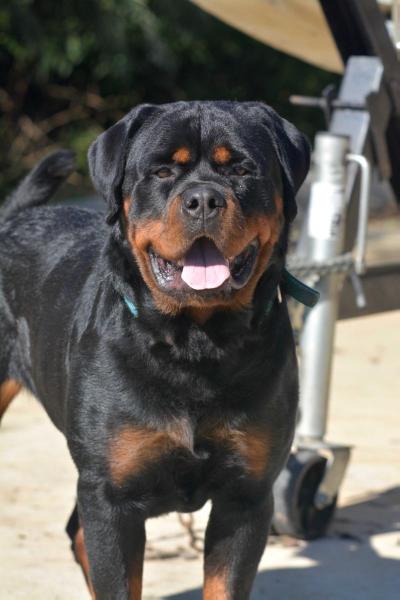 Akbarforce Waldo | Rottweiler 