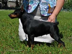 LYUBAVA MAGNIFISENT | Miniature Pinscher 