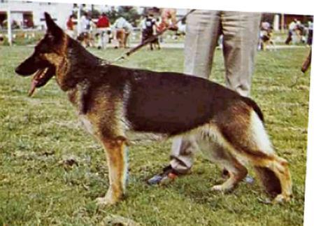 Mosca di Val del Tiepido | German Shepherd Dog 