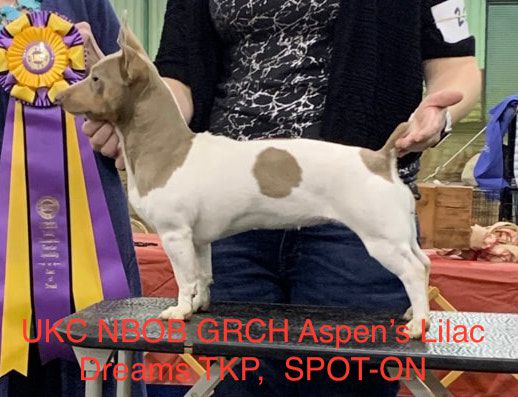 Aspen's Lilac Dreams | Teddy Roosevelt Terrier 