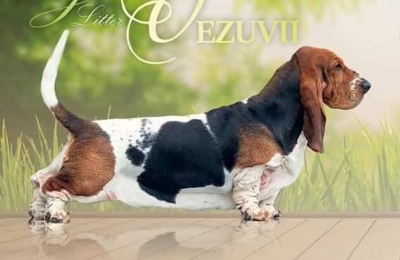 VEZUVII PARADISA | Basset Hound 