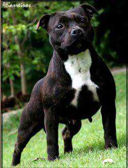 Miolands Staff Emma | Staffordshire Bull Terrier 