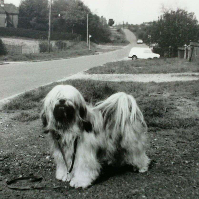 SILGARHI CASTOR | Tibetan Terrier 