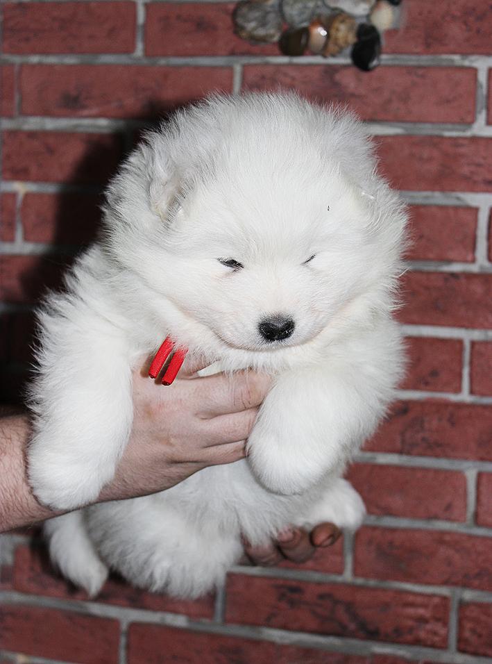 IZDOMASU Mireille Mathieu | Samoyed 