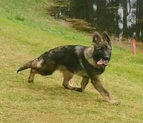 Brown Hill's Pinky Swear O'Firethorn | German Shepherd Dog 